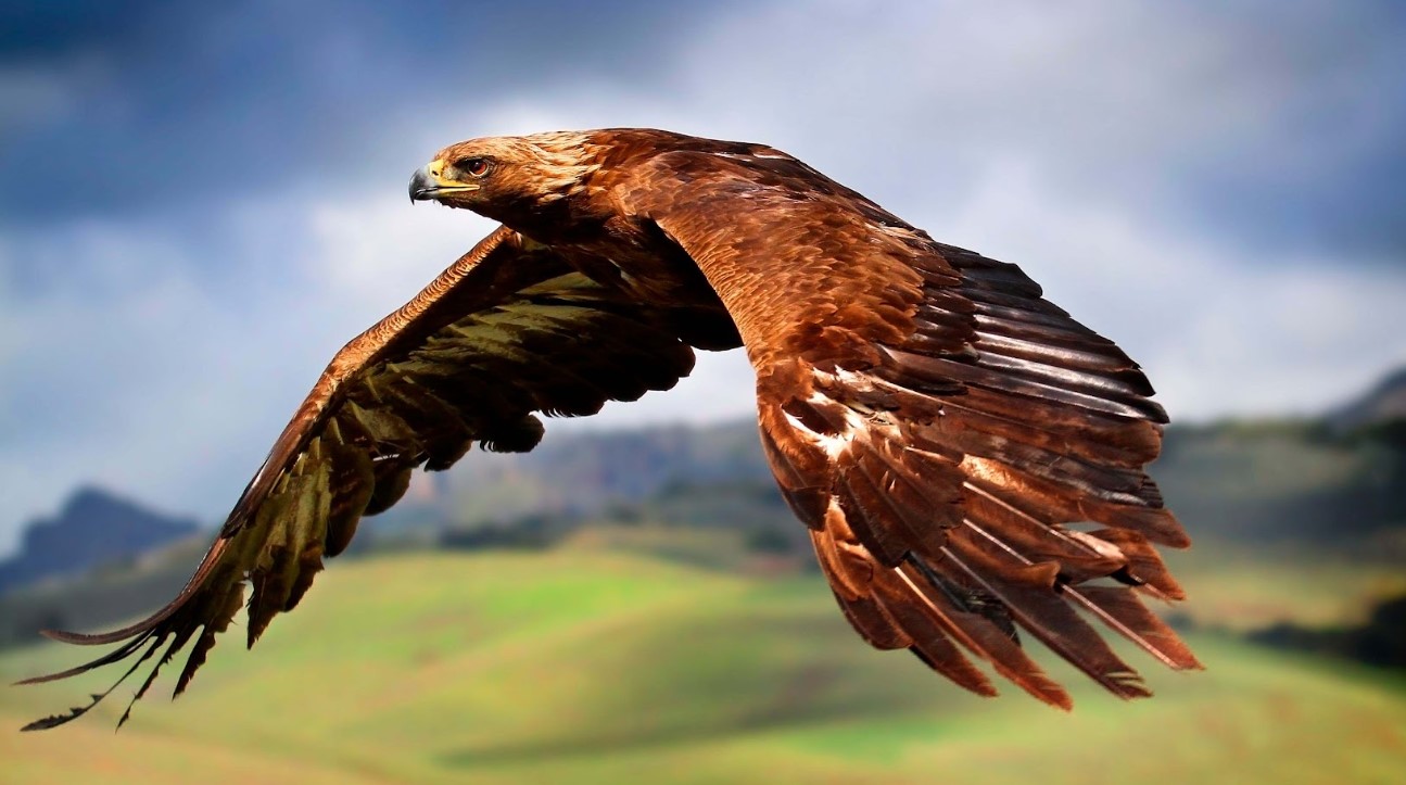 EAGLE IN FLIGHT